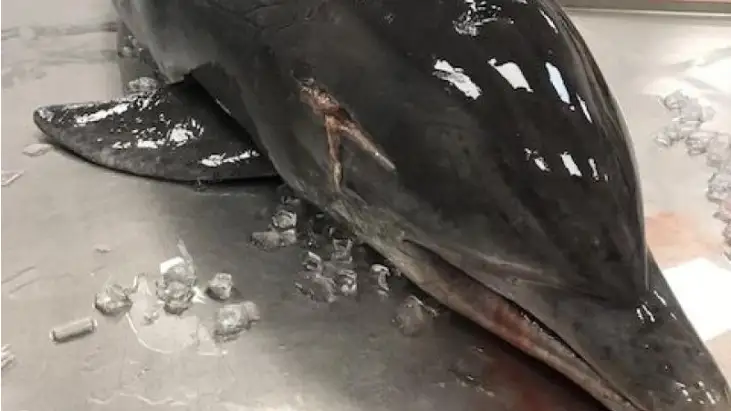El delf&iacute;n hallado en Florida
