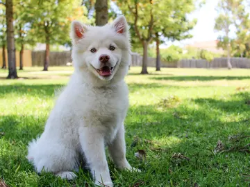 Qué pasa y qué ocurre si a tu perro le pica una oruga procesionaria Qué pasa y qué ocurre si a tu perro le pica una oruga procesionaria
