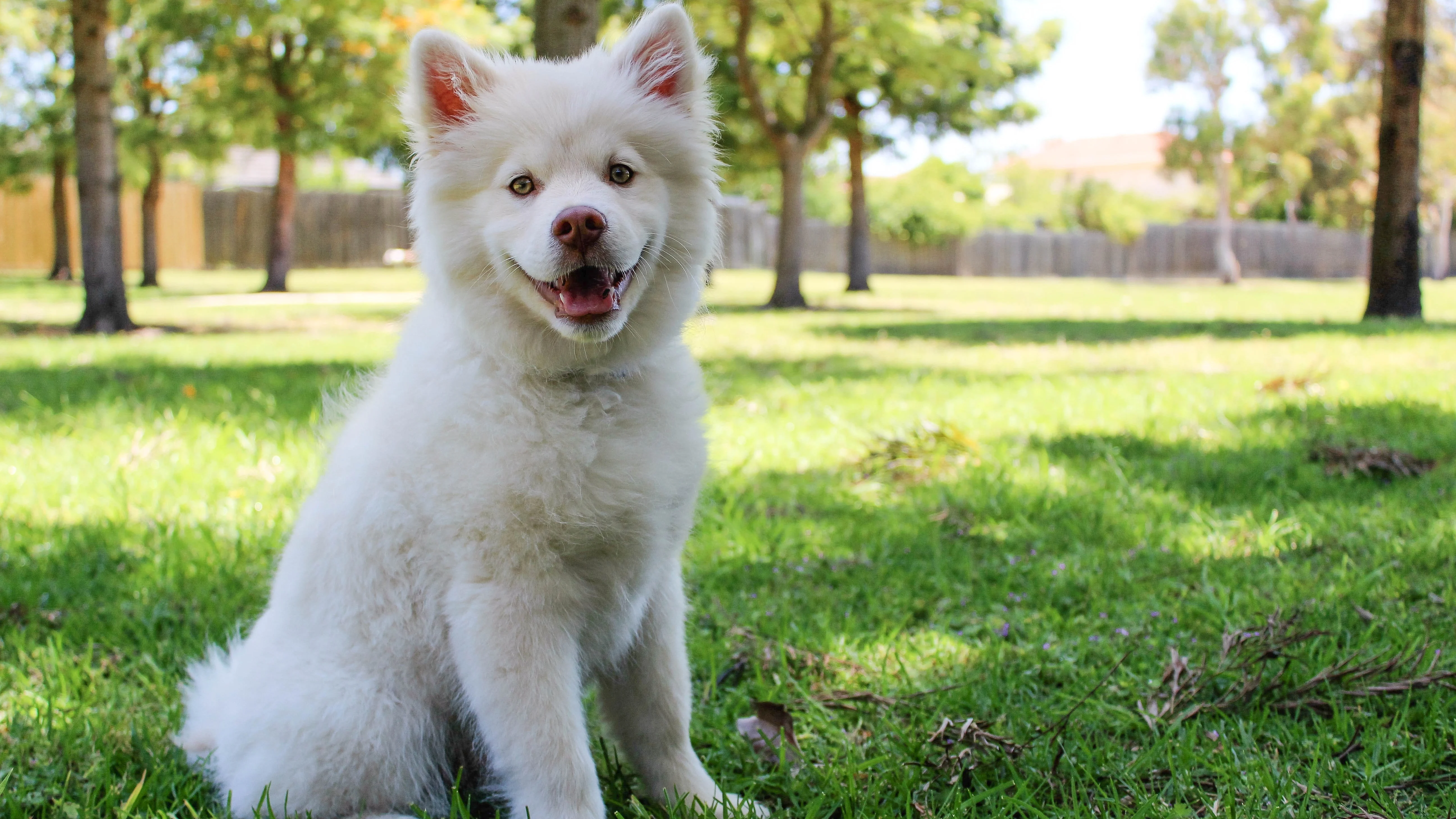 Qué pasa y qué ocurre si a tu perro le pica una oruga procesionaria CUESTIONES VITALES