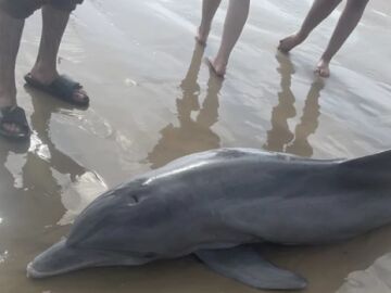 Muere un delfín varado
