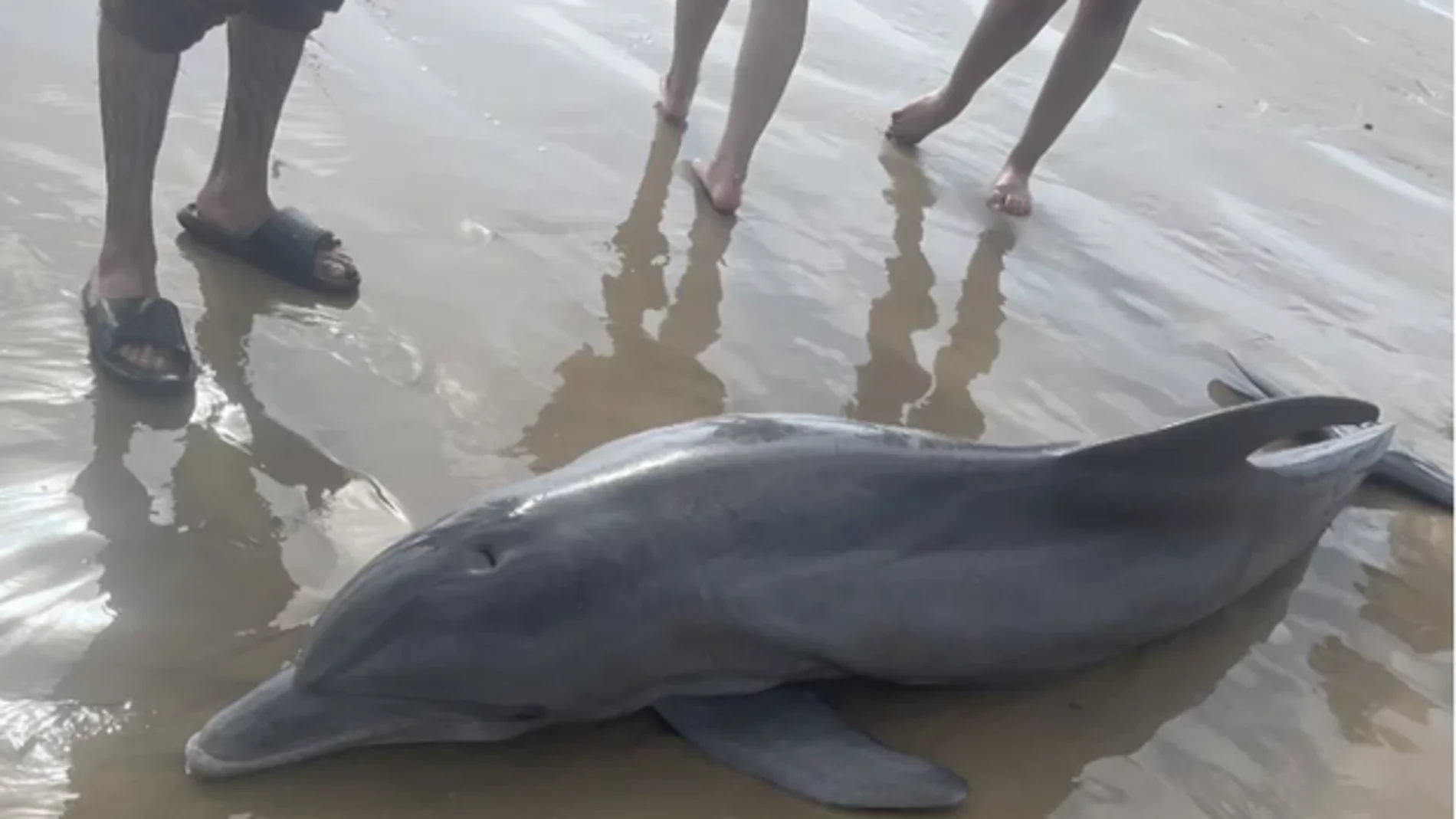 Muere un delfín varado