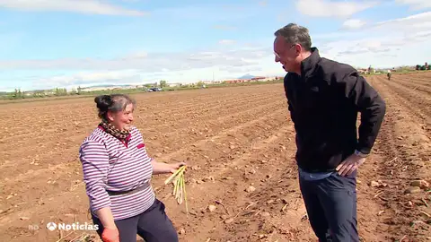 La temporada de recogida de espárragos ha comenzado La temporada de recogida de espárragos ha comenzado