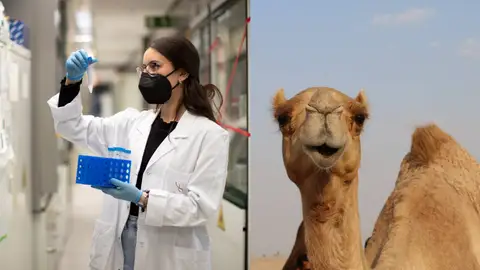 Anticuerpos a través de dromedarios Anticuerpos a través de dromedarios