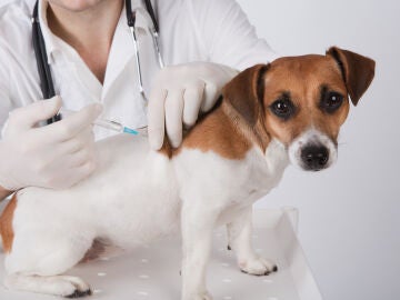 Veterinario vacunando a un perro