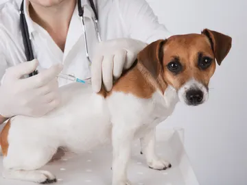 Veterinario vacunando a un perro Veterinario vacunando a un perro