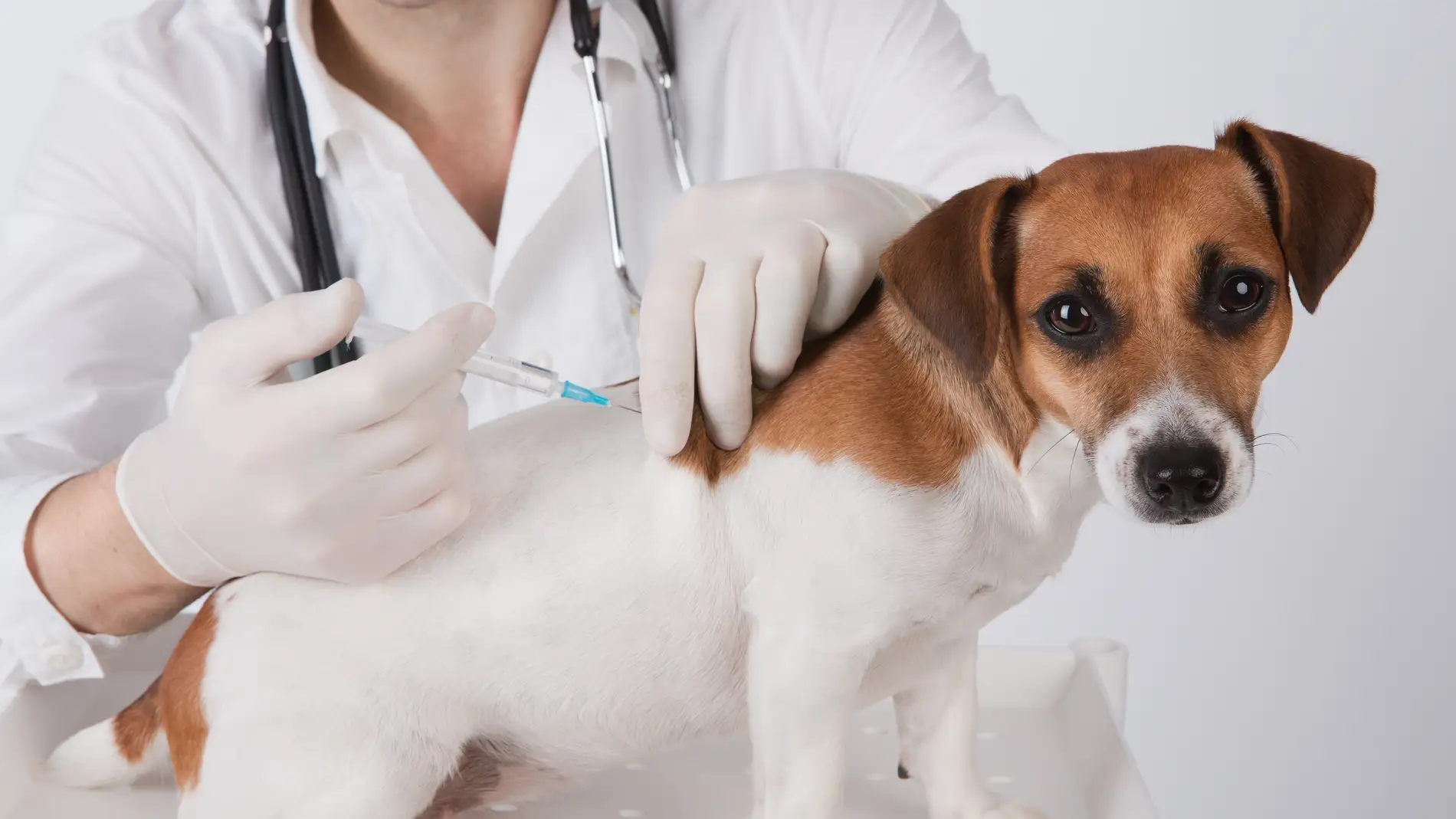 Veterinario vacunando a un perro