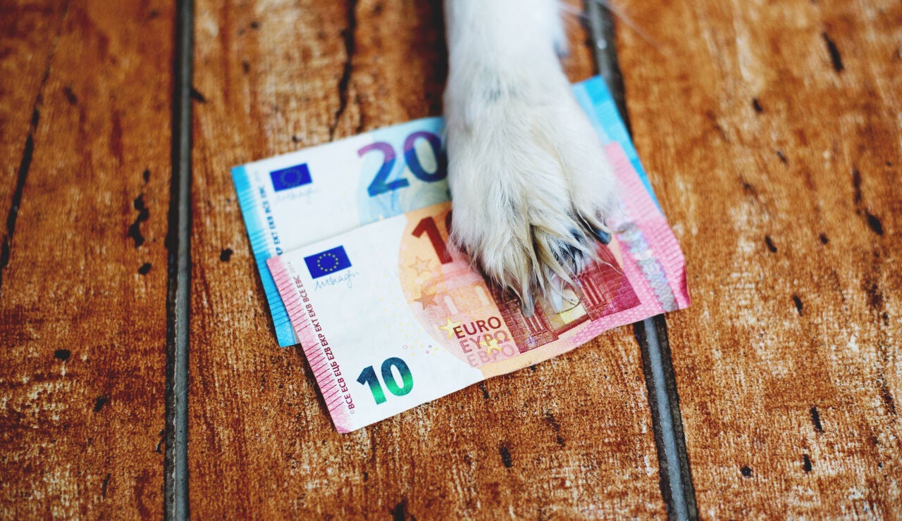 Patita de mascota sujetando euros