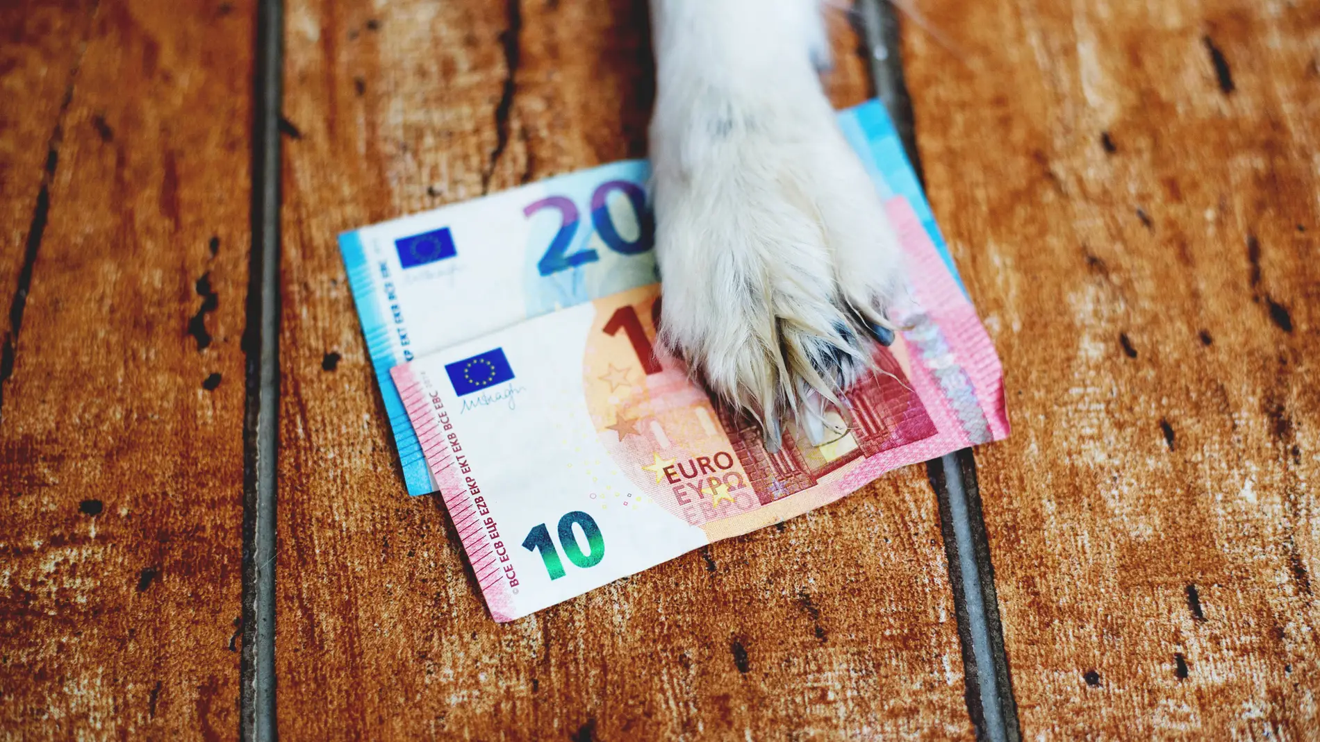 Patita de mascota sujetando euros
