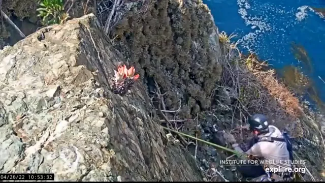 Una expedici&oacute;n de escaladores ecologistas salva una cr&iacute;a de &aacute;guila transmiti&eacute;ndolo en directo