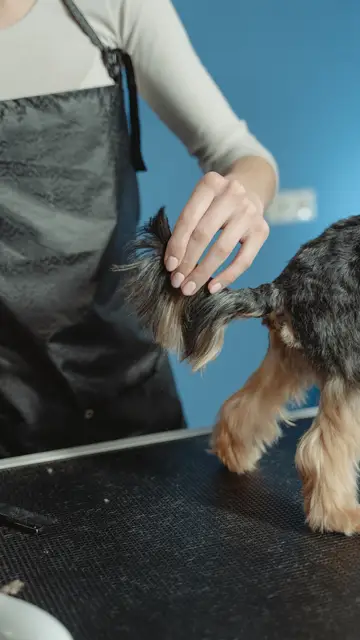 Perro en la peluquería canina Perro en la peluquería canina