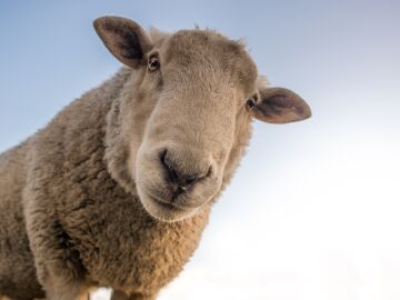 Imagen de recurso de una oveja