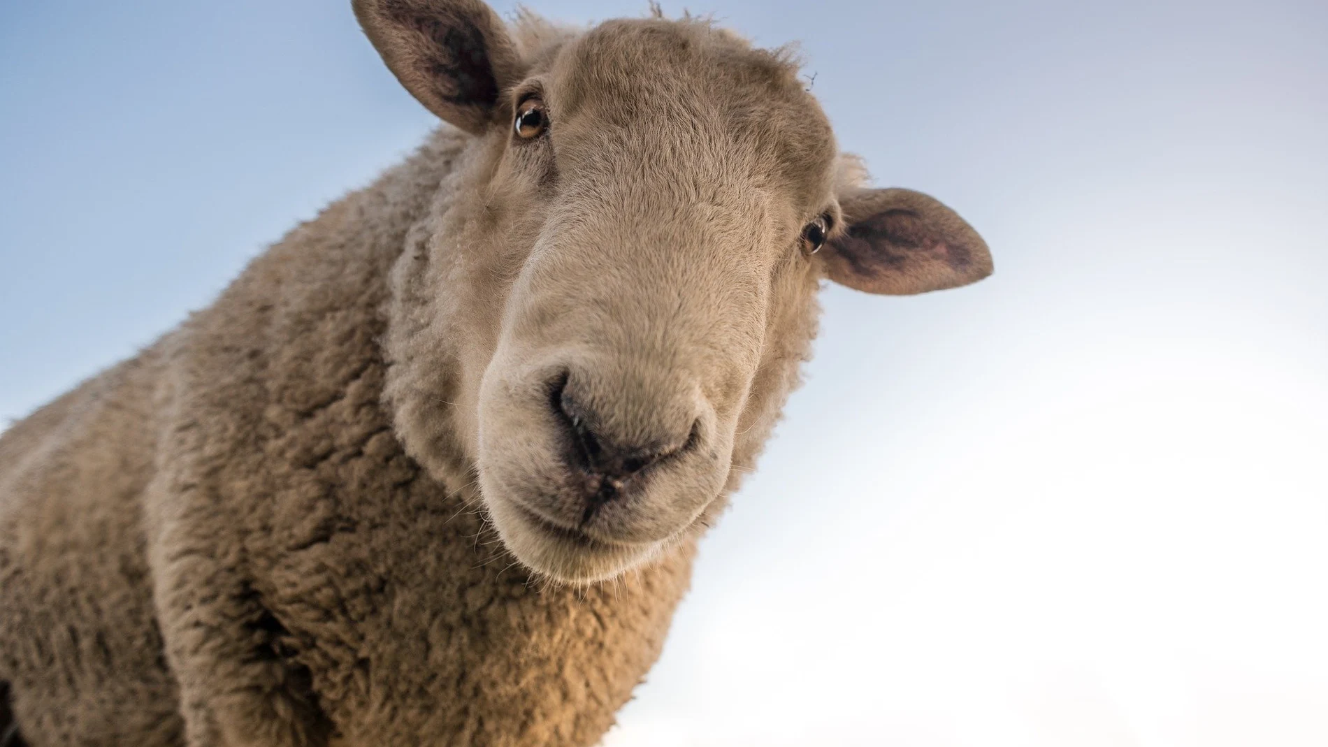 Imagen de recurso de una oveja