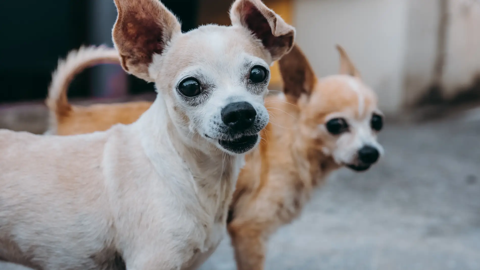 Perros