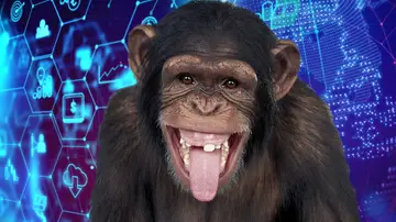 Un chimpancé con la lengua fuera