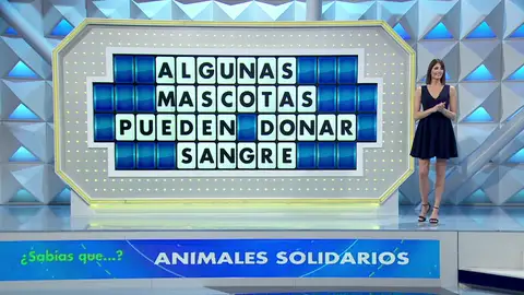 ¿Qué animales pueden donar sangre? Jorge Fernández, fascinado al descubrir las cinco mascotas ‘salvavidas’ ¿Qué animales pueden donar sangre? Jorge Fernández, fascinado al descubrir las cinco mascotas ‘salvavidas’