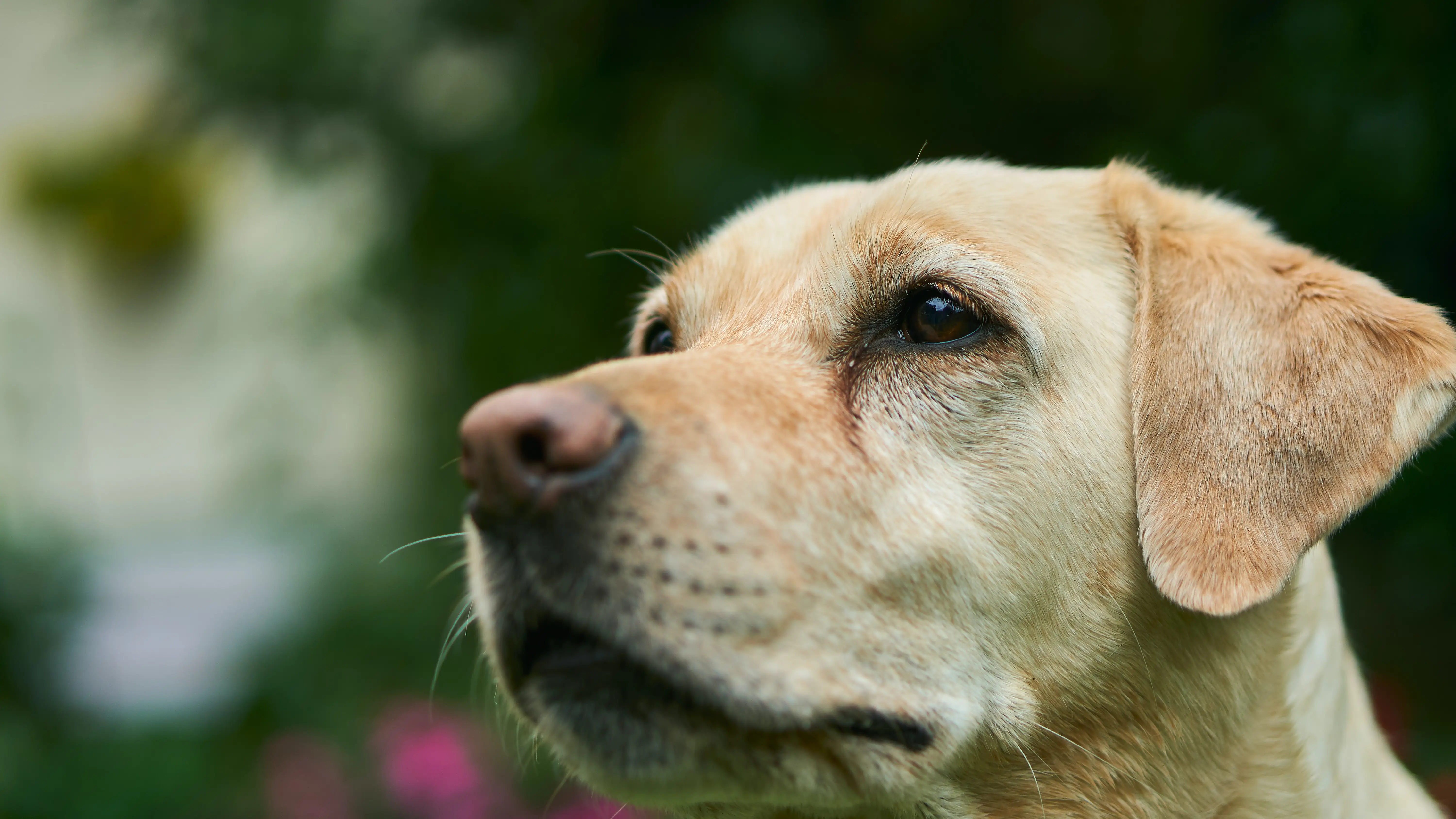 Perro labrador Perro labrador