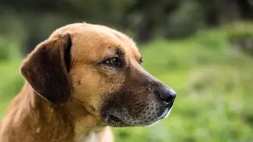 Perro Perro