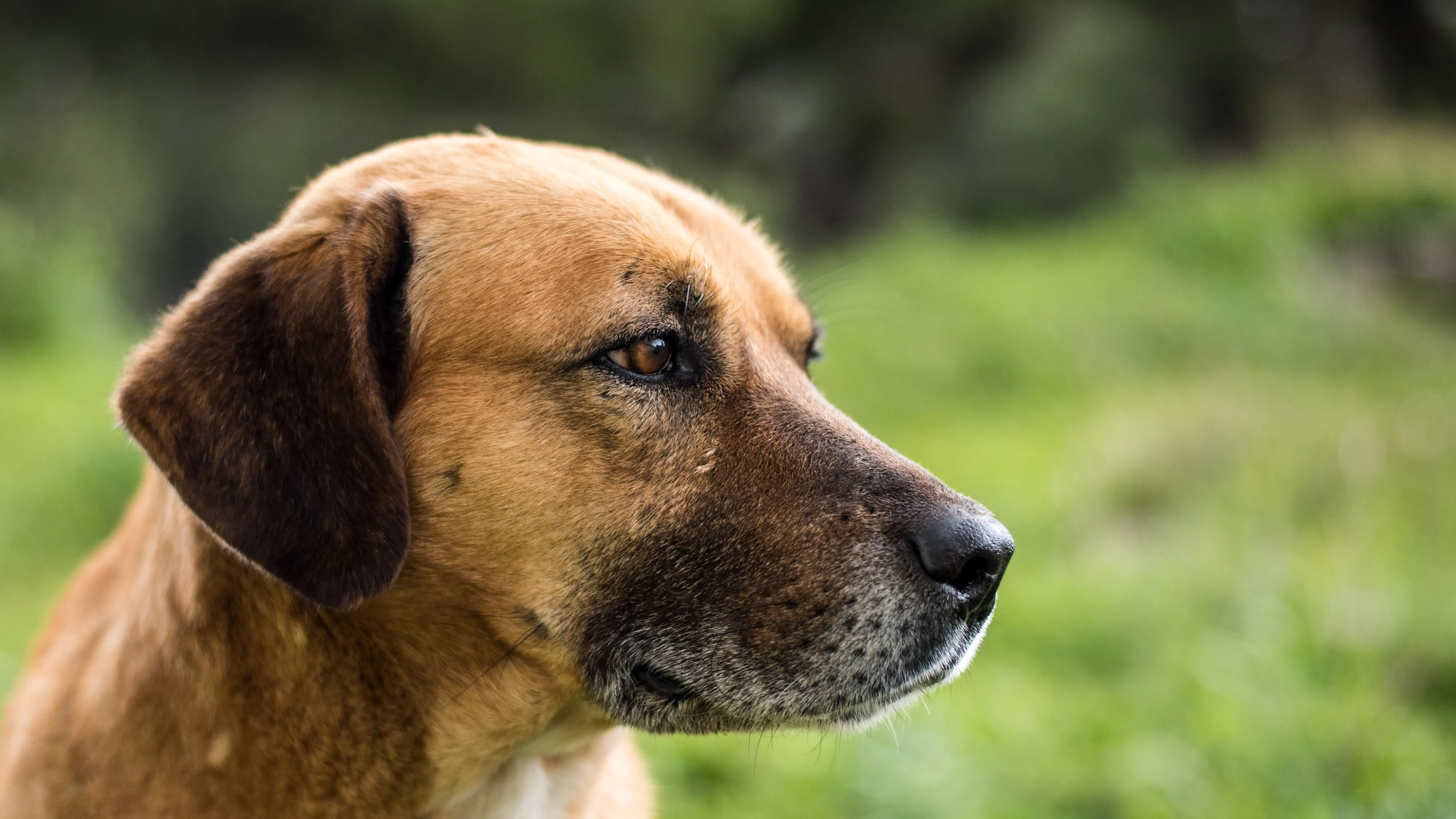 Perro Perro