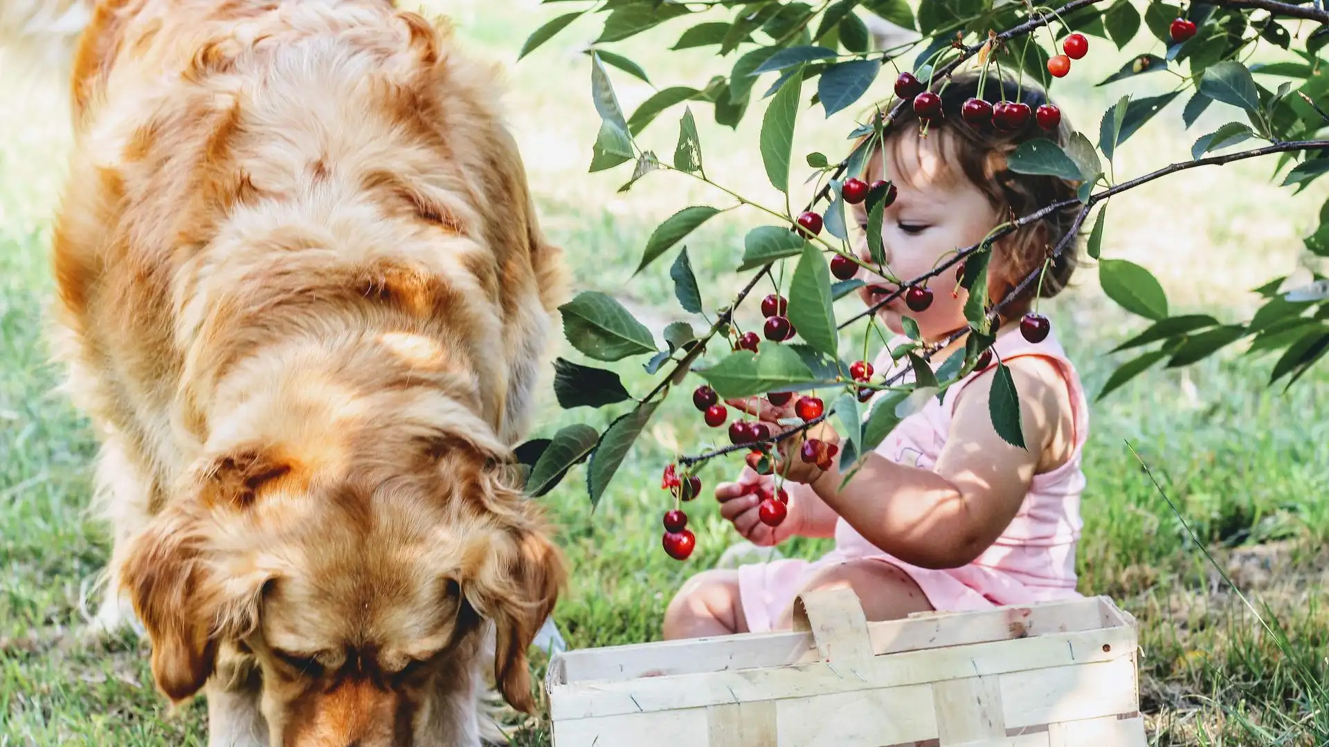 Un Golden Retriever junto con una bebé Un Golden Retriever junto con una bebé