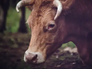 Toro Toro