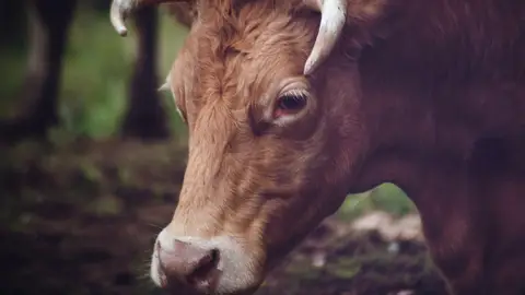 Toro Toro