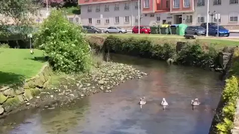 La Xunta de Galicia retira los gansos exóticos por el riesgo de gripe aviar La Xunta de Galicia retira los gansos exóticos por el riesgo de gripe aviar