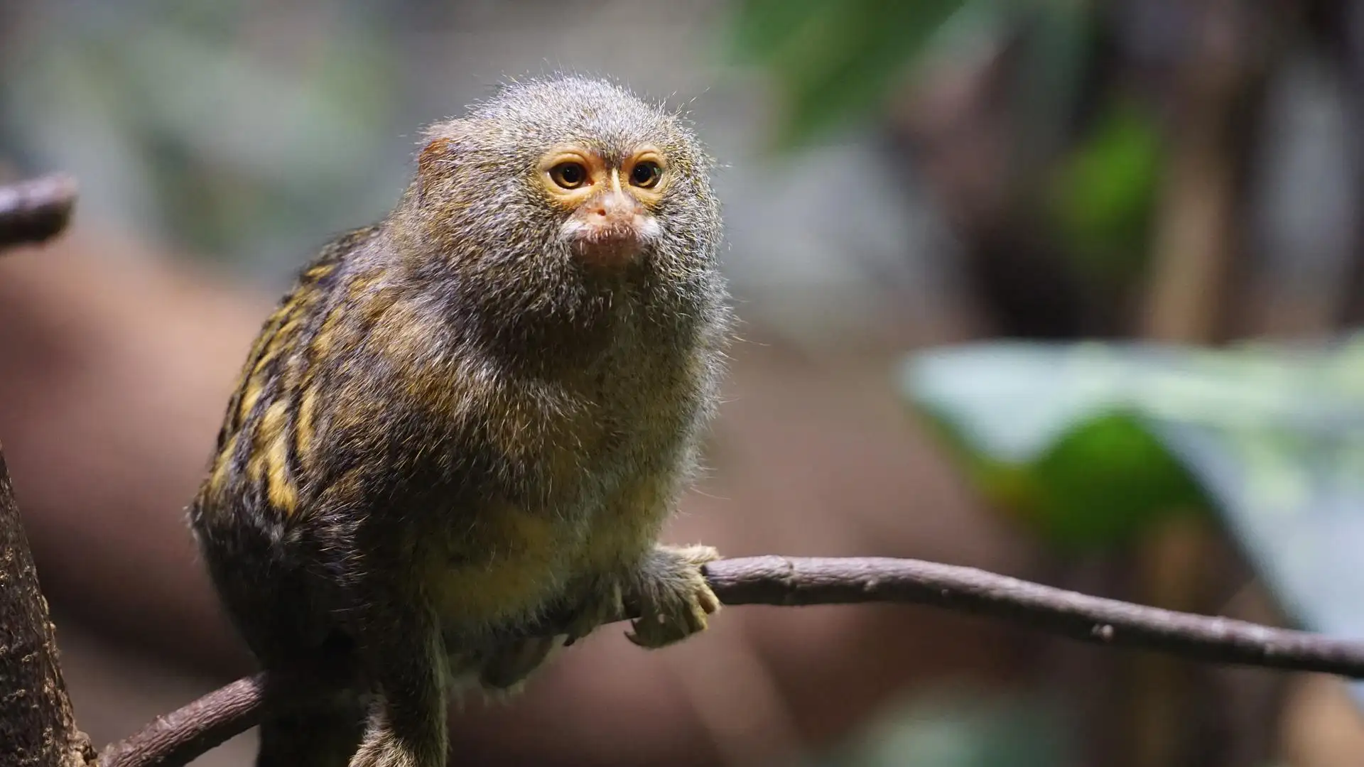 Día Internacional de la Biodiversidad Día Internacional de la Biodiversidad