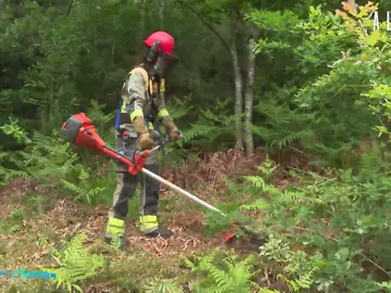 Así trabajan los bomberos forestales de Galicia para prevenir incendios en la zona
