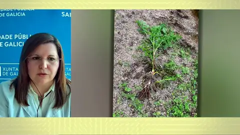 Los peligros del nabo del diablo Los peligros del nabo del diablo