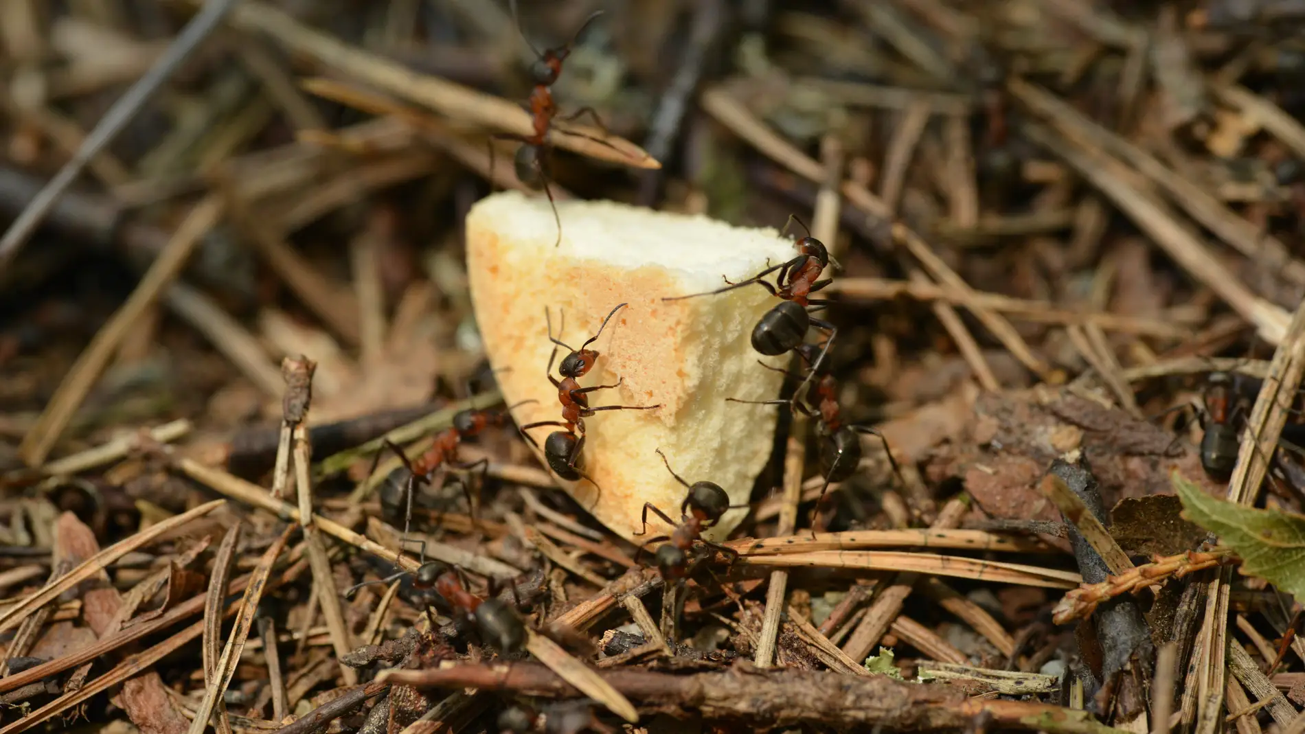 Hormigas cogiendo pan