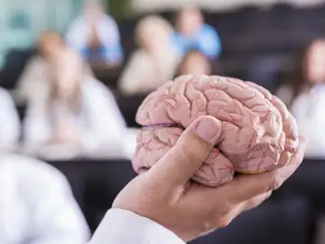 Prototipo de un cerebro humano Prototipo de un cerebro humano