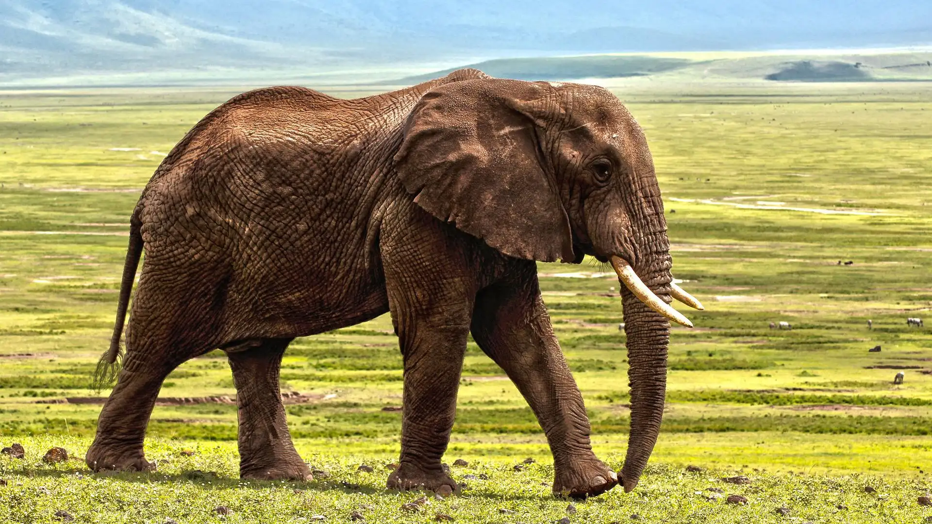 Un elefante Un elefante