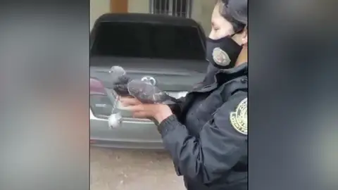 Detenida una narcopaloma Detenida una narcopaloma