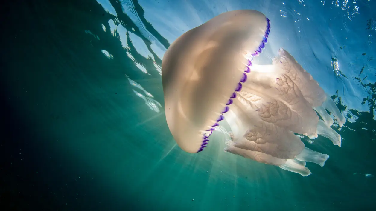 &iquest;Qu&eacute; hacer si te pica una medusa? 