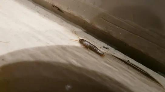 Lepisma saccharina Lepisma saccharina
