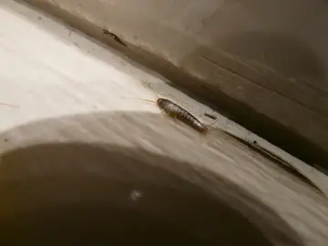 Lepisma saccharina Lepisma saccharina