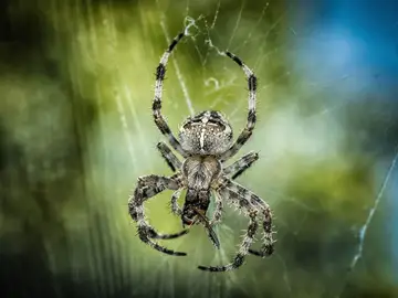 Imagen de archivo de una araña Imagen de archivo de una araña