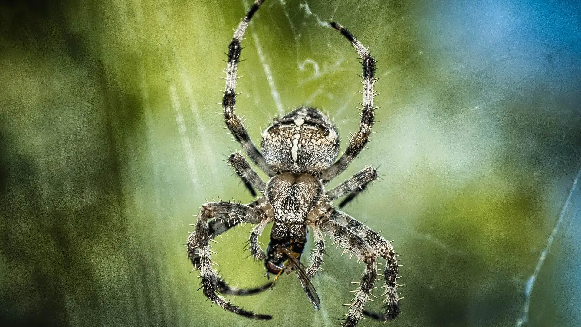 Imagen de archivo de una araña Imagen de archivo de una araña