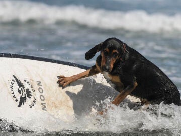 Imagen del primer Europeo de Surf canino