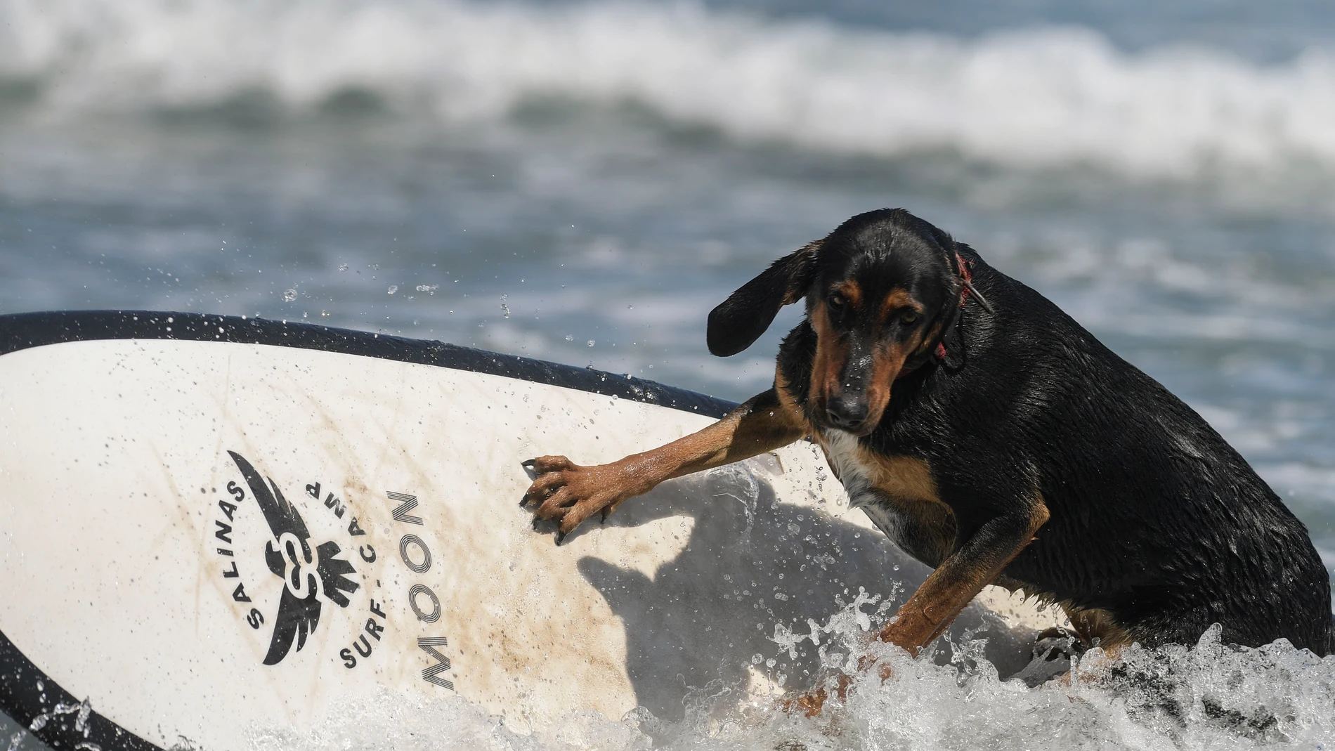 Imagen del primer Europeo de Surf canino