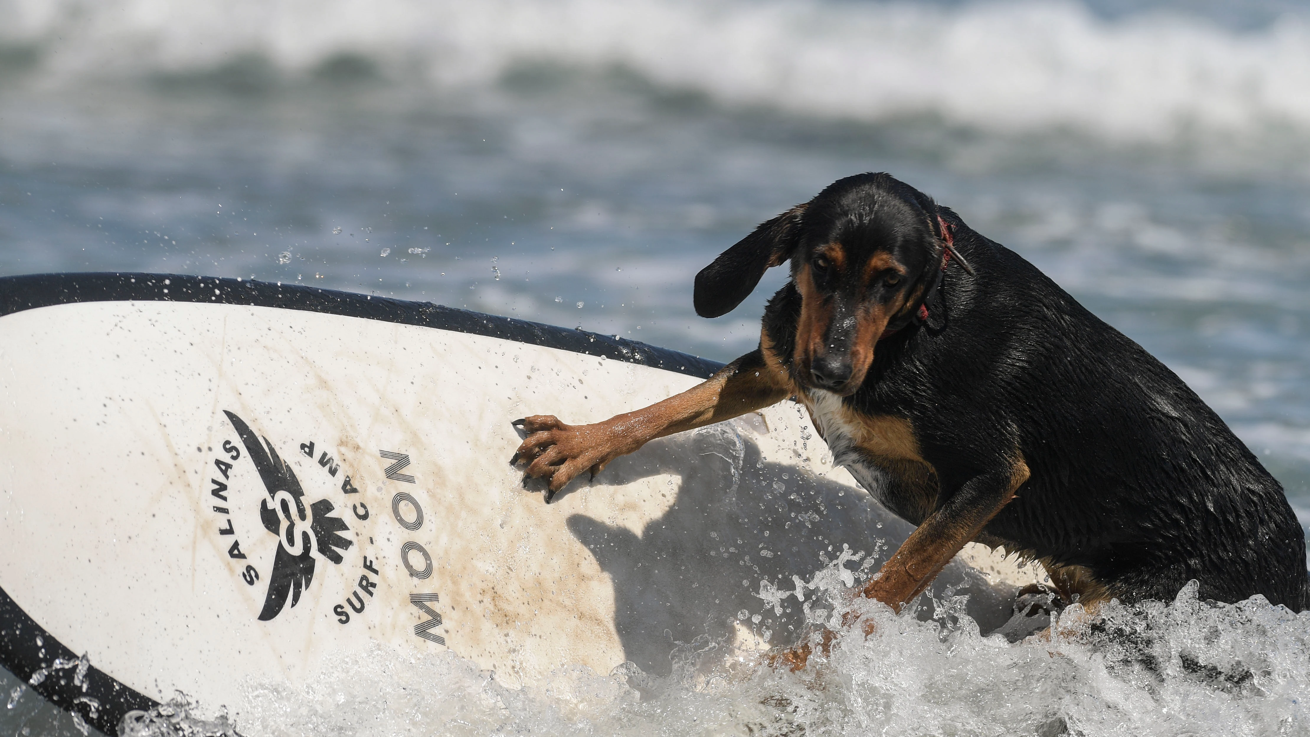 Imagen del primer Europeo de Surf canino Imagen del primer Europeo de Surf canino