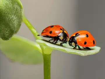 Dos mariquitas Dos mariquitas