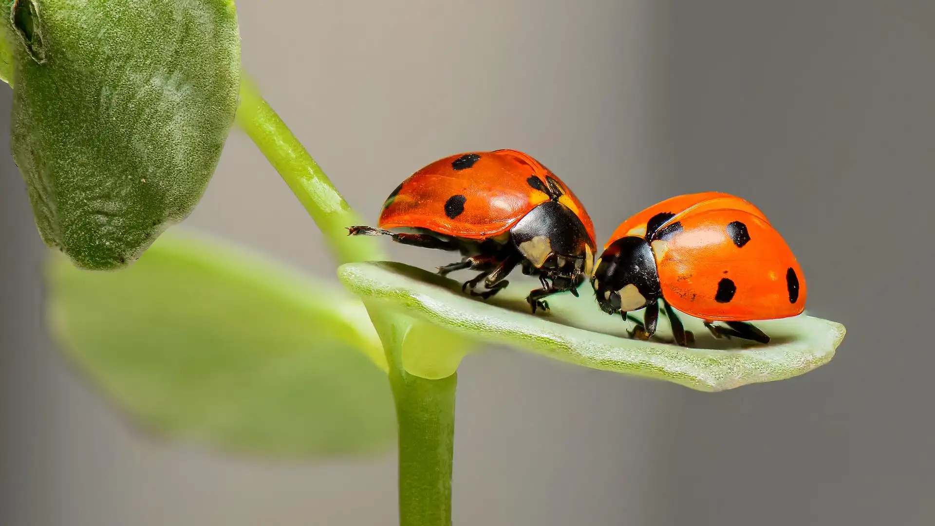 Dos mariquitas Dos mariquitas
