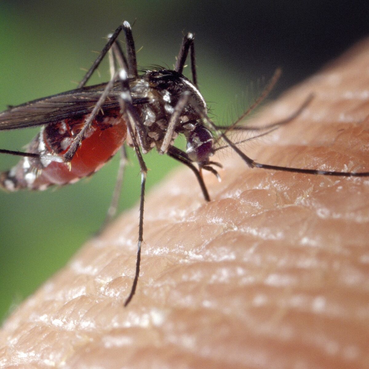 mosquito 104