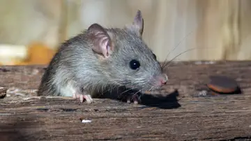 Catalunya sufrirá una plaga de ratas, cucarachas y mosquitos este verano Catalunya sufrirá una plaga de ratas, cucarachas y mosquitos este verano