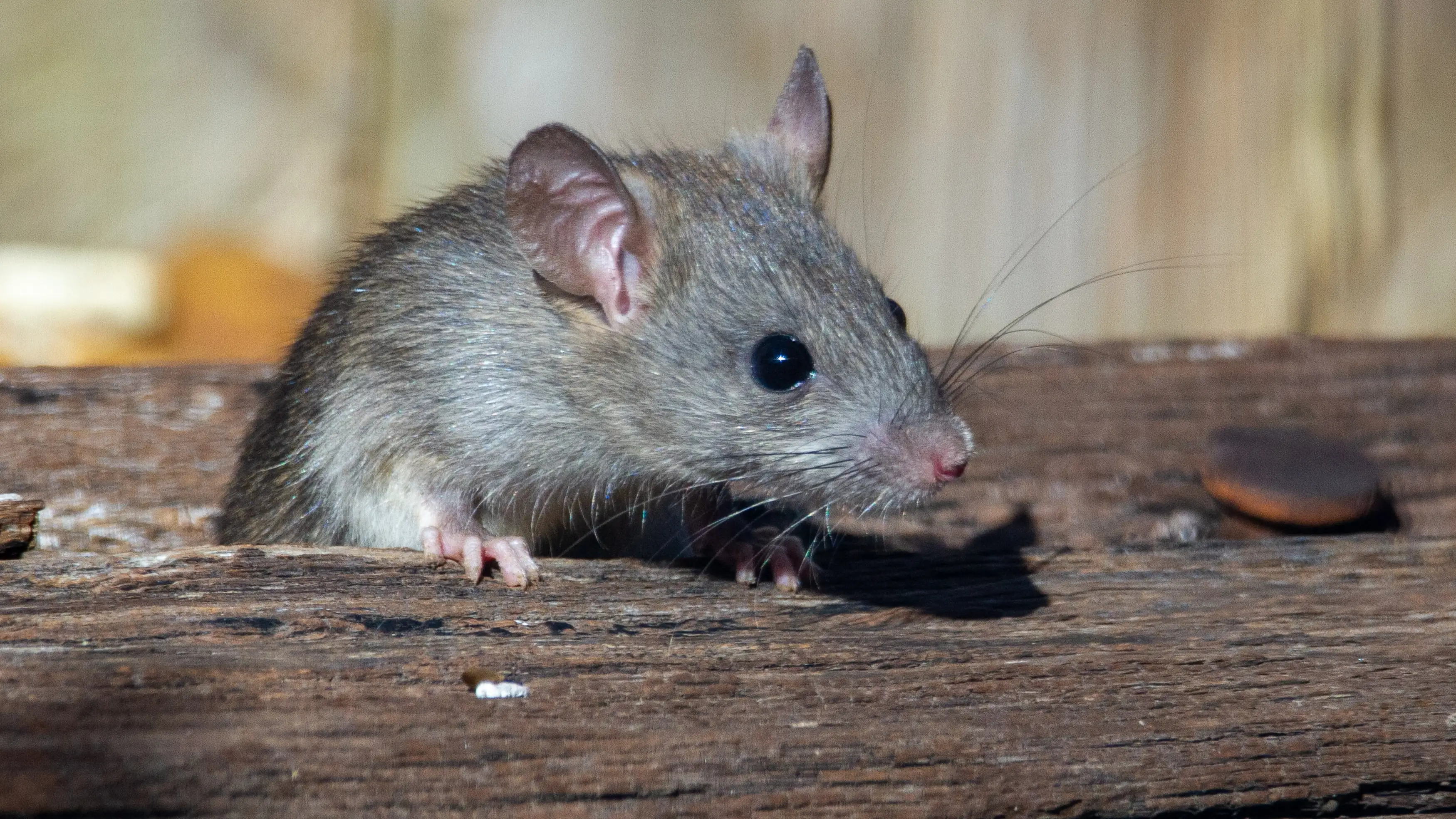 Catalunya sufrir&aacute; una plaga de ratas, cucarachas y mosquitos este verano