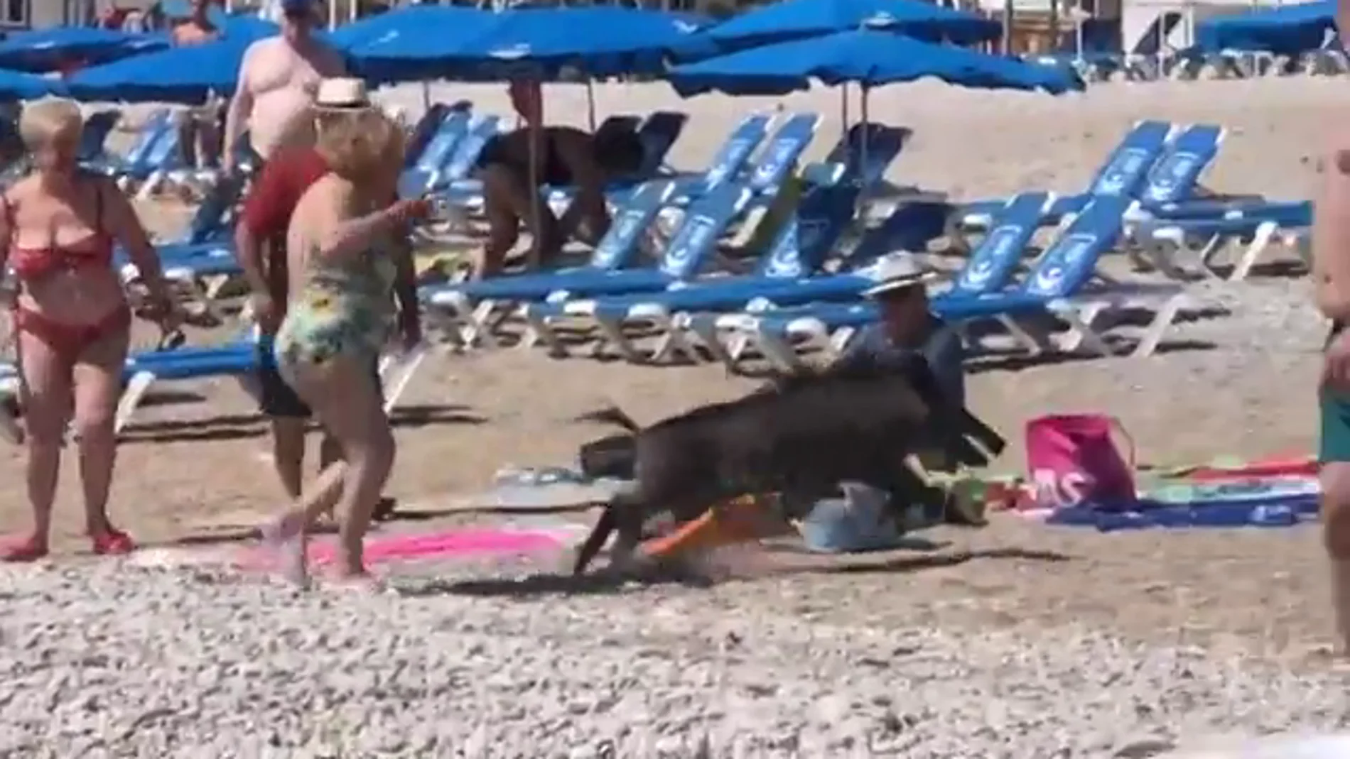 Un jabalí sale del mar en una playa de Alicante y muerde a una bañista de 67 años