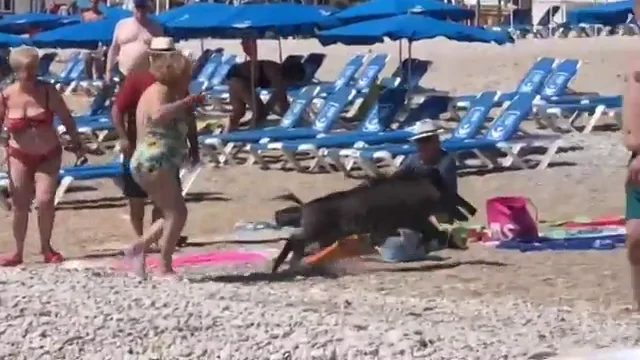 Un jabalí sale del mar en una playa de Alicante y muerde a una bañista de 67 años Un jabalí sale del mar en una playa de Alicante y muerde a una bañista de 67 años