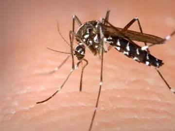 Imagen de un mosquito Imagen de un mosquito
