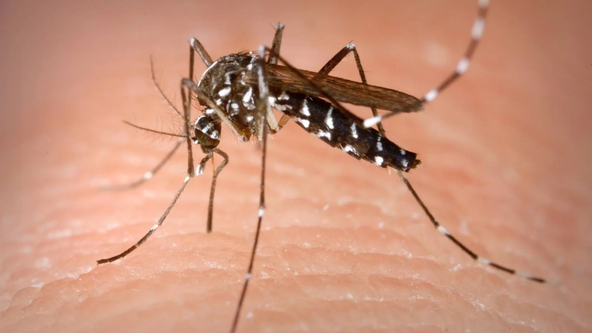 Remedios caseros para el alivio de la picadura de mosquito